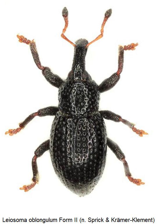 leiosoma_form ii_hab.jpg